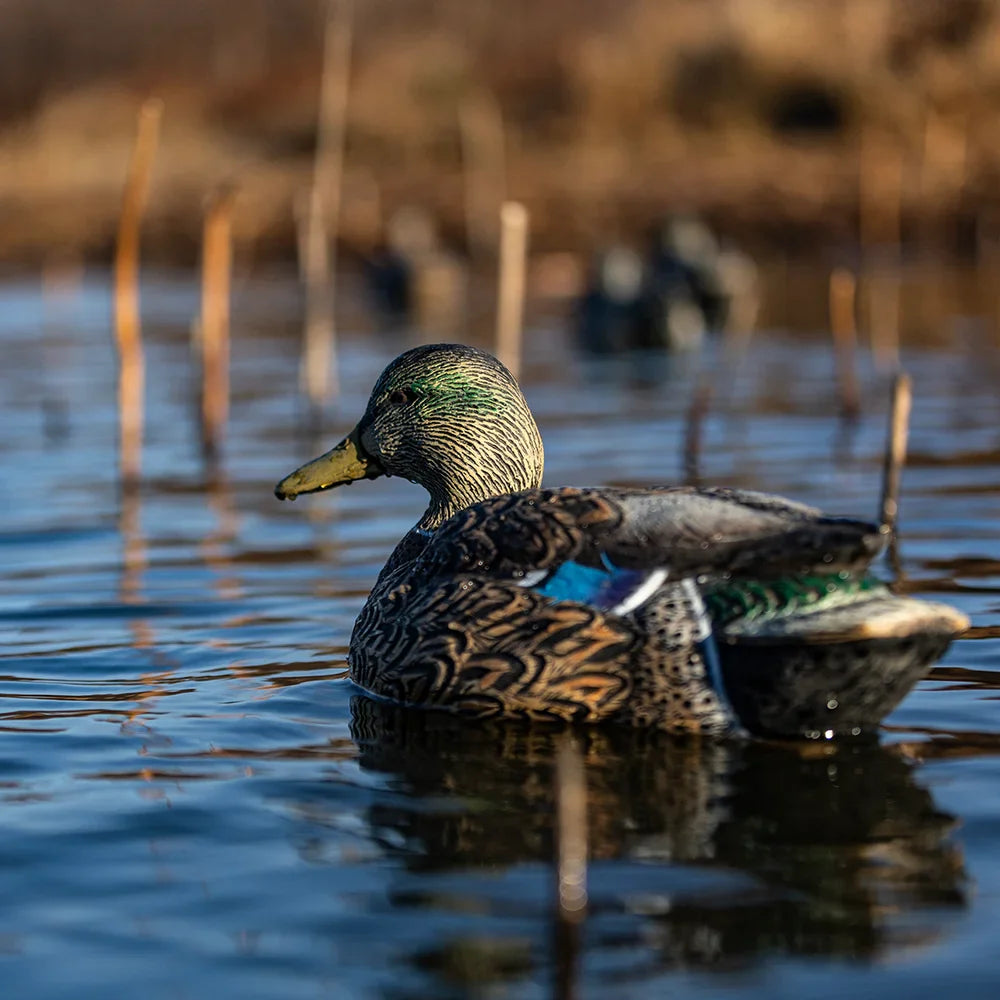 Avian-X TopFlight Mallards early season drake decoy close-up on water lifestyle