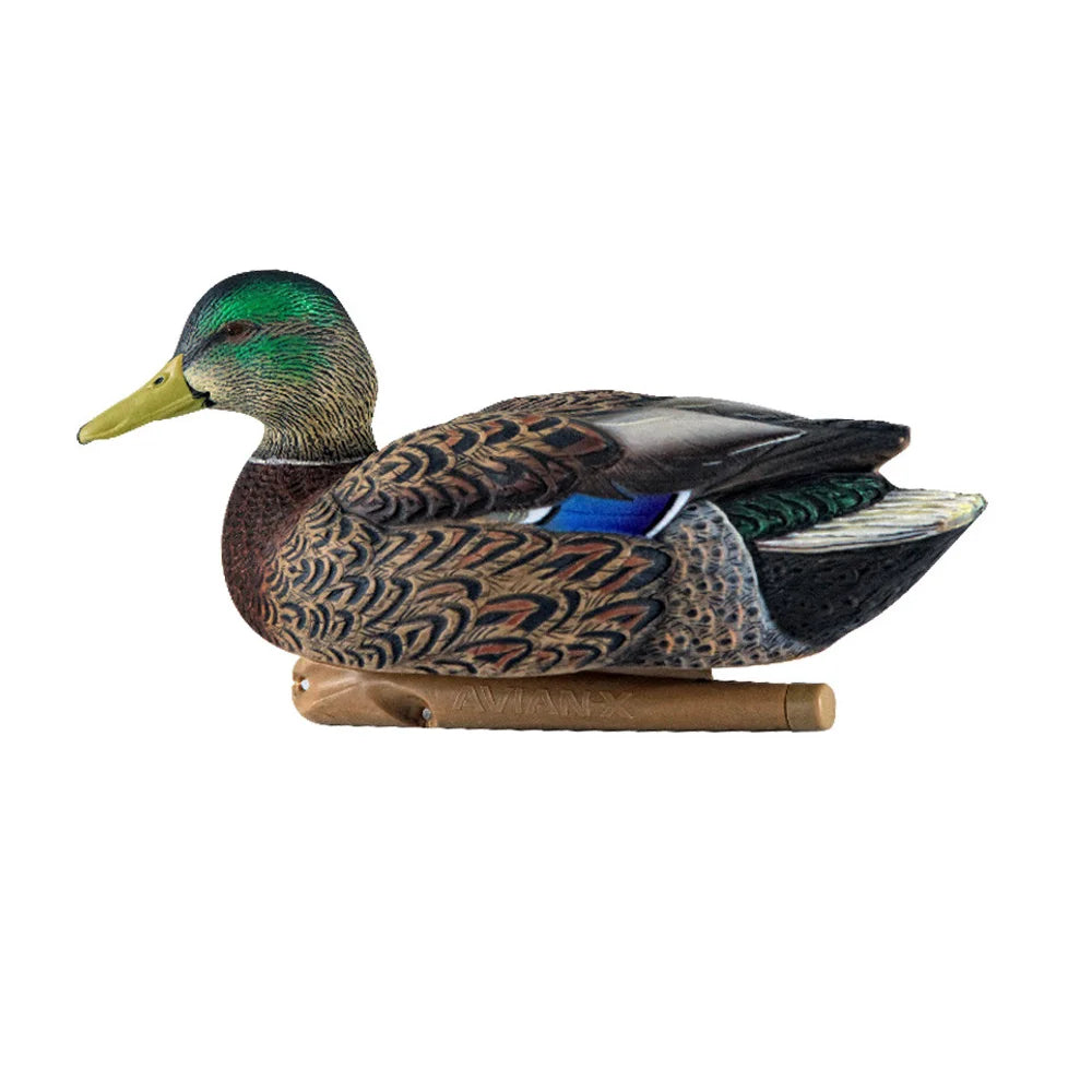 Avian-X TopFlight Mallards early season drake floating decoy side view on white
