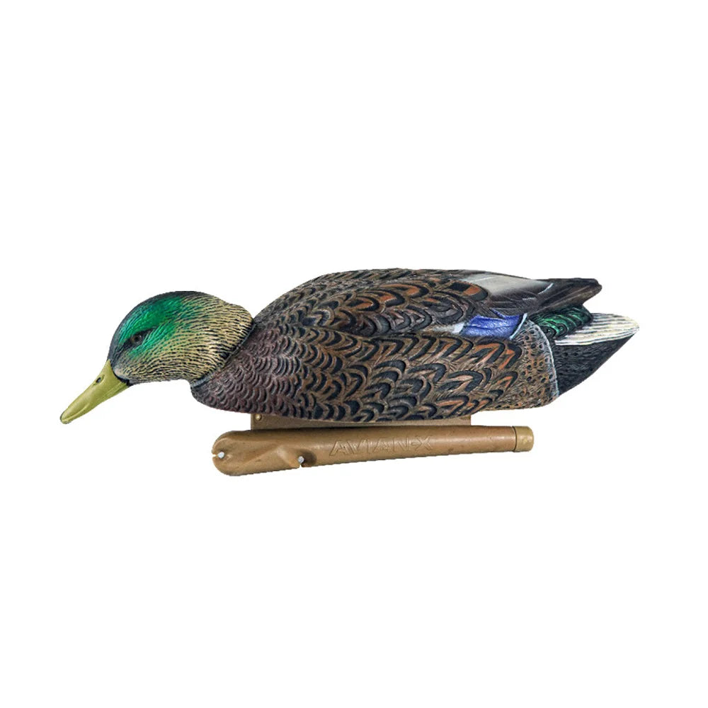 Avian-X TopFlight Mallards early season drake feeder floating decoy side view on white