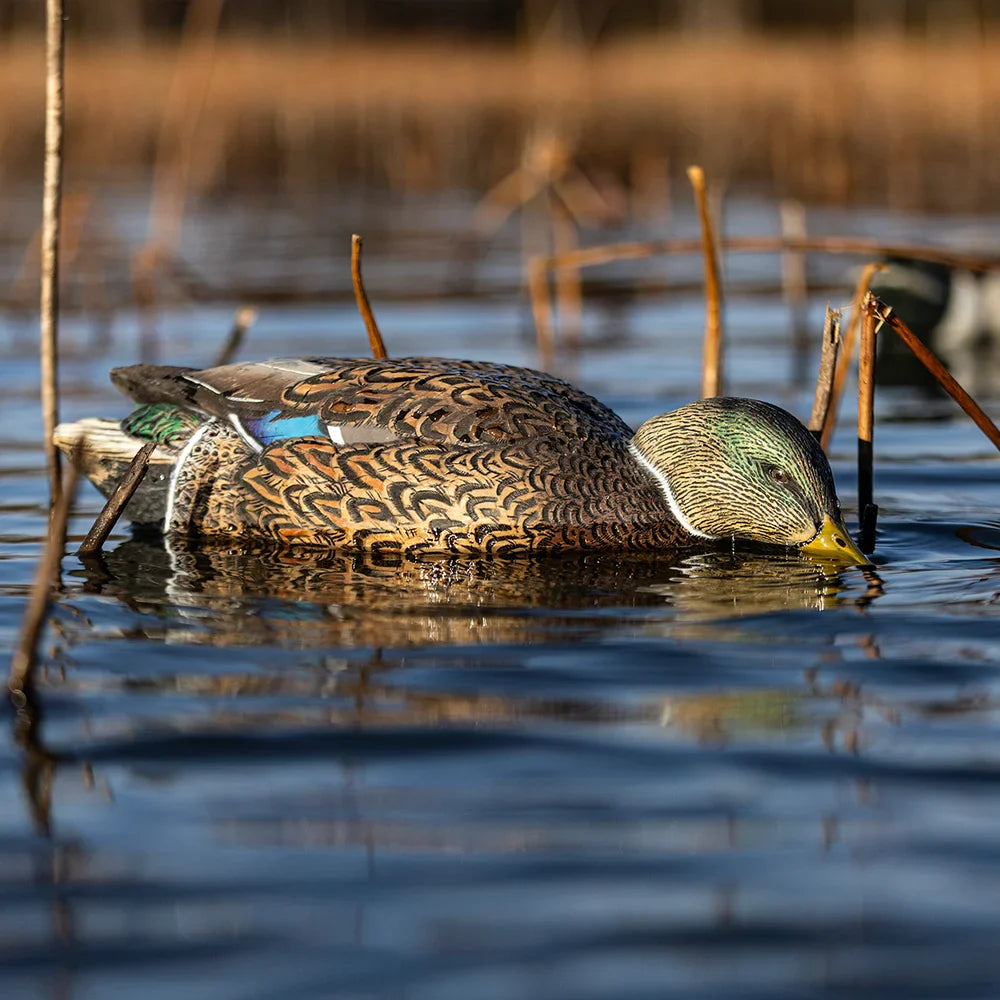 Avian-X TopFlight Mallards early season feeder decoy among reeds in water lifestyle