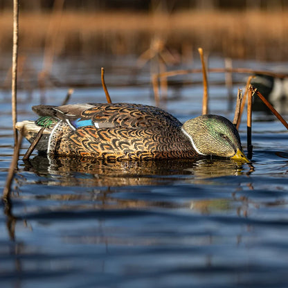 Avian-X TopFlight Mallards early season feeder decoy among reeds in water lifestyle