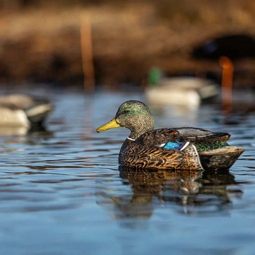 Avian-X TopFlight Mallards early season floating decoy on water in marsh lifestyle shot