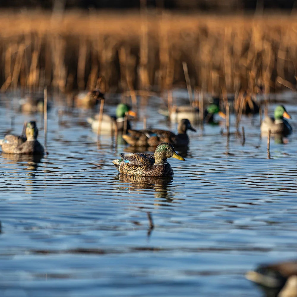 Avian-X TopFlight Mallards early season decoy spread on marsh water lifestyle scene