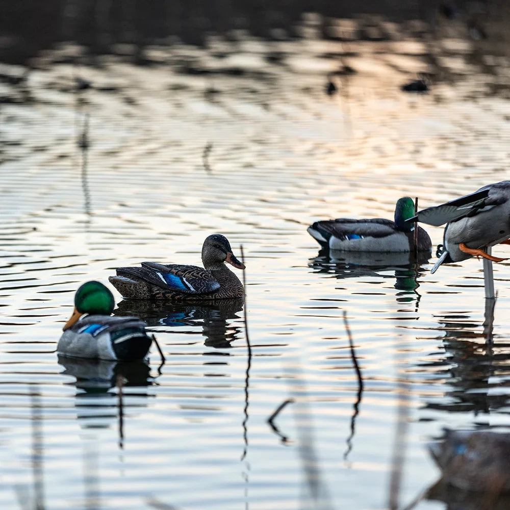 Avian-X TopFlight Mallard floating decoys shown on a pond at sunset in a hunting lifestyle scene