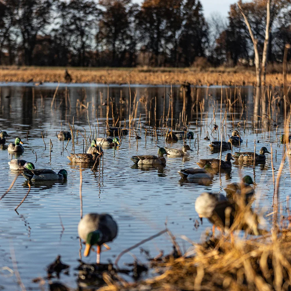 Avian-X TopFlight Mallards Fusion Pack floating decoys deployed in flooded timber marsh at sunset