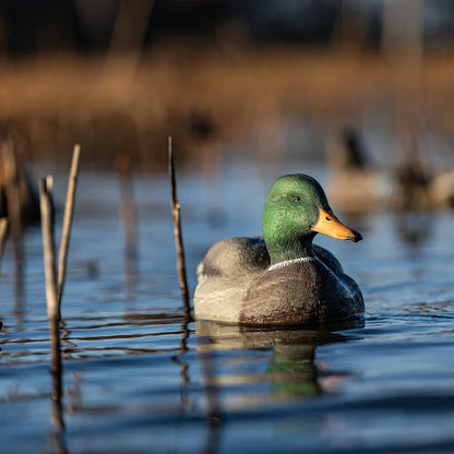 Avian-X TopFlight Mallards Fusion Pack drake decoy floating front view among reeds