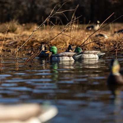 Avian-X TopFlight Mallards Fusion Pack drake decoys floating along marsh edge in golden light