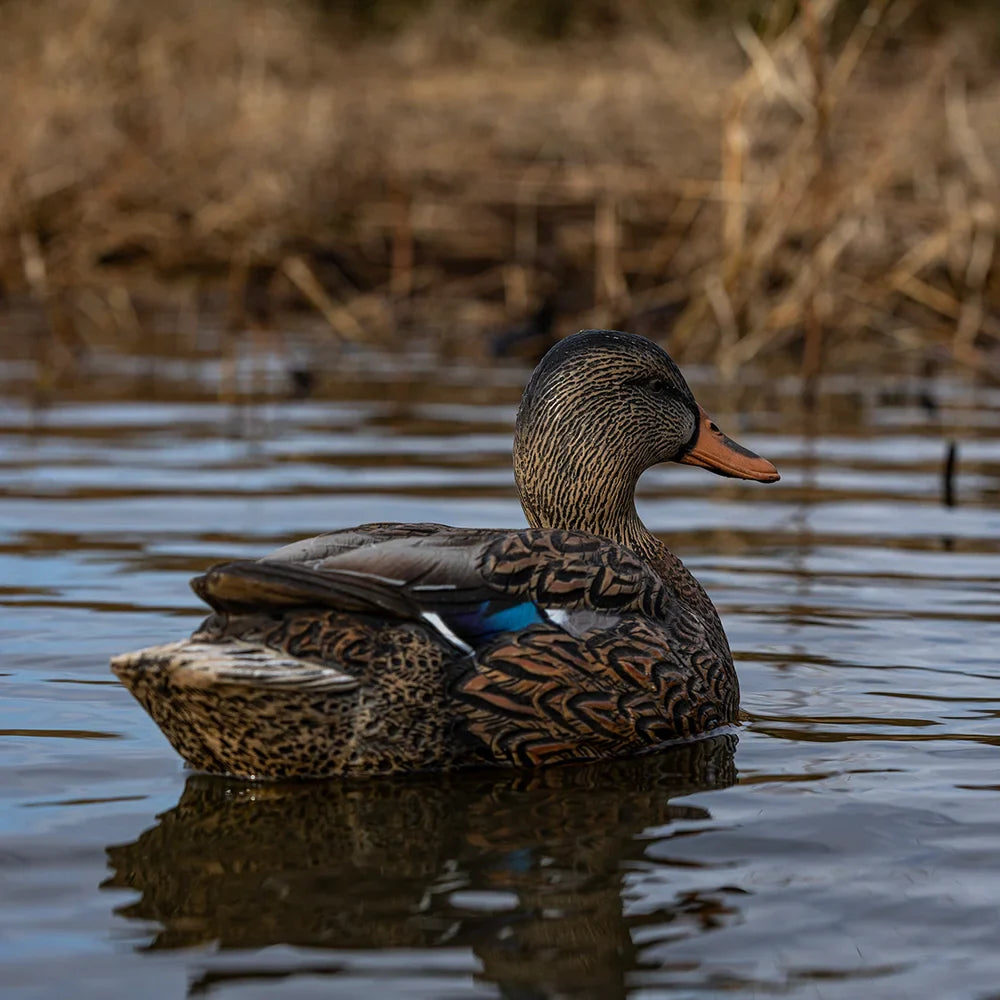 Avian-X TopFlight Mallards Fusion Pack hen decoy floating side view with reflection in marsh