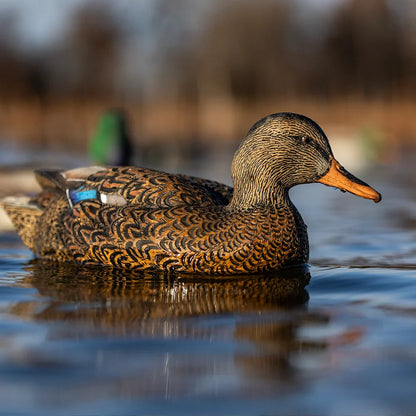 Avian-X TopFlight Mallards Fusion Pack hen decoy floating on water, close-up lifestyle shot