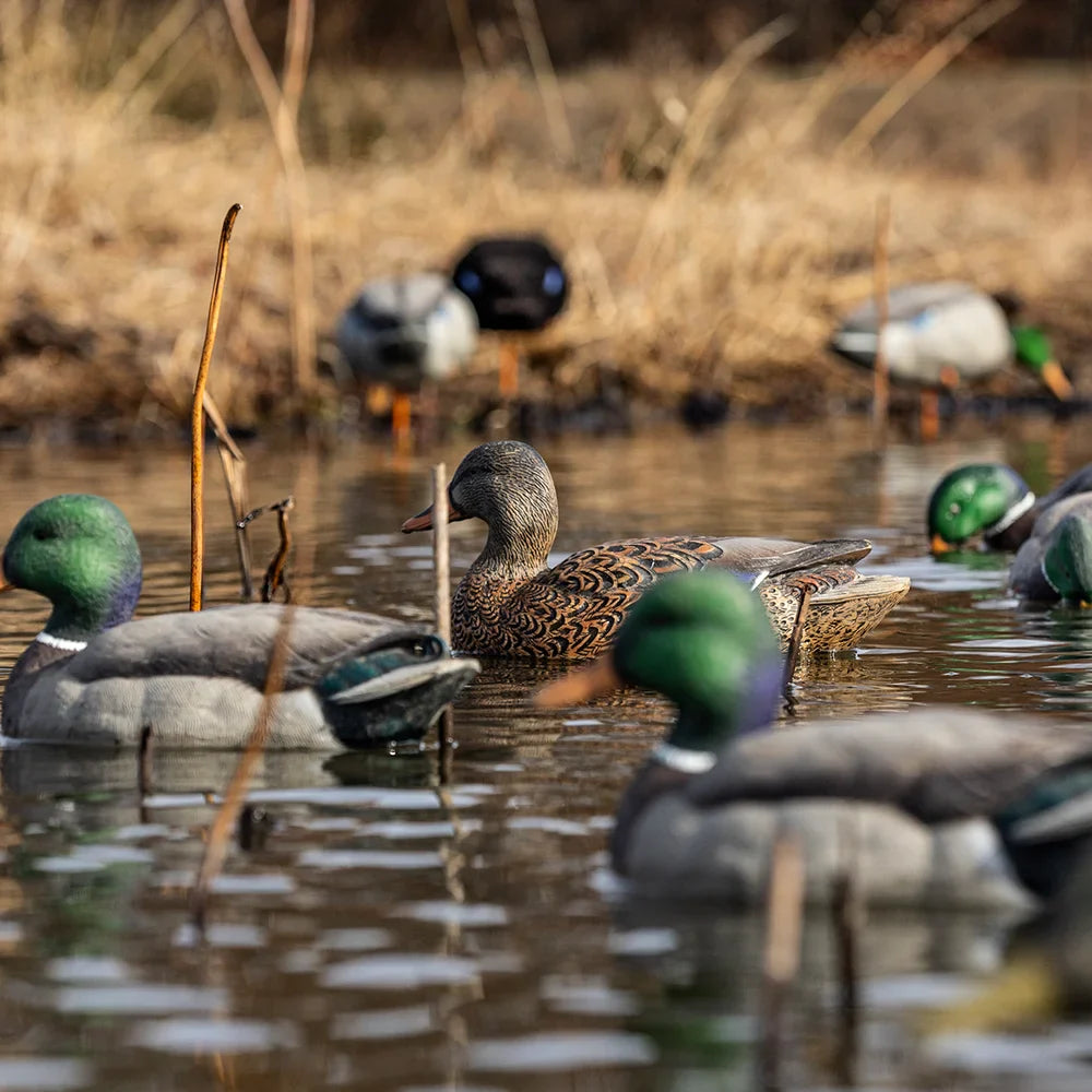 Avian-X TopFlight Mallard decoy spread floating in marsh with reeds