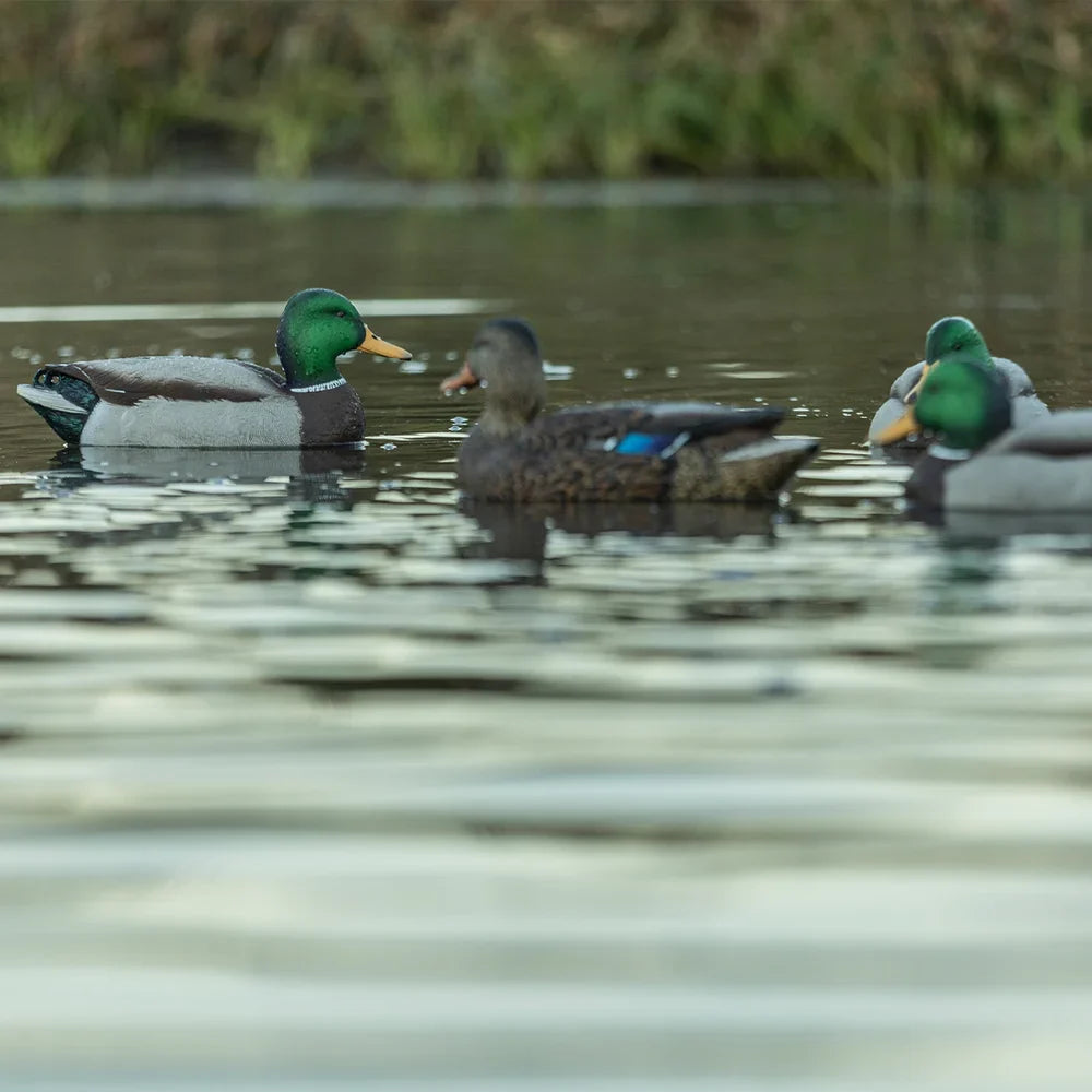 Avian-X TopFlight Mallard drake and hen decoys floating on pond in hunting scene