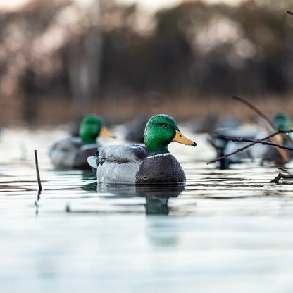 Avian-X TopFlight Mallard floating decoys on pond water in hunting lifestyle scene