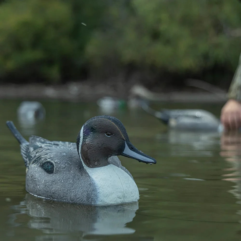 Avian-X TopFlight Pintail floating decoy, drake on water lifestyle close-up