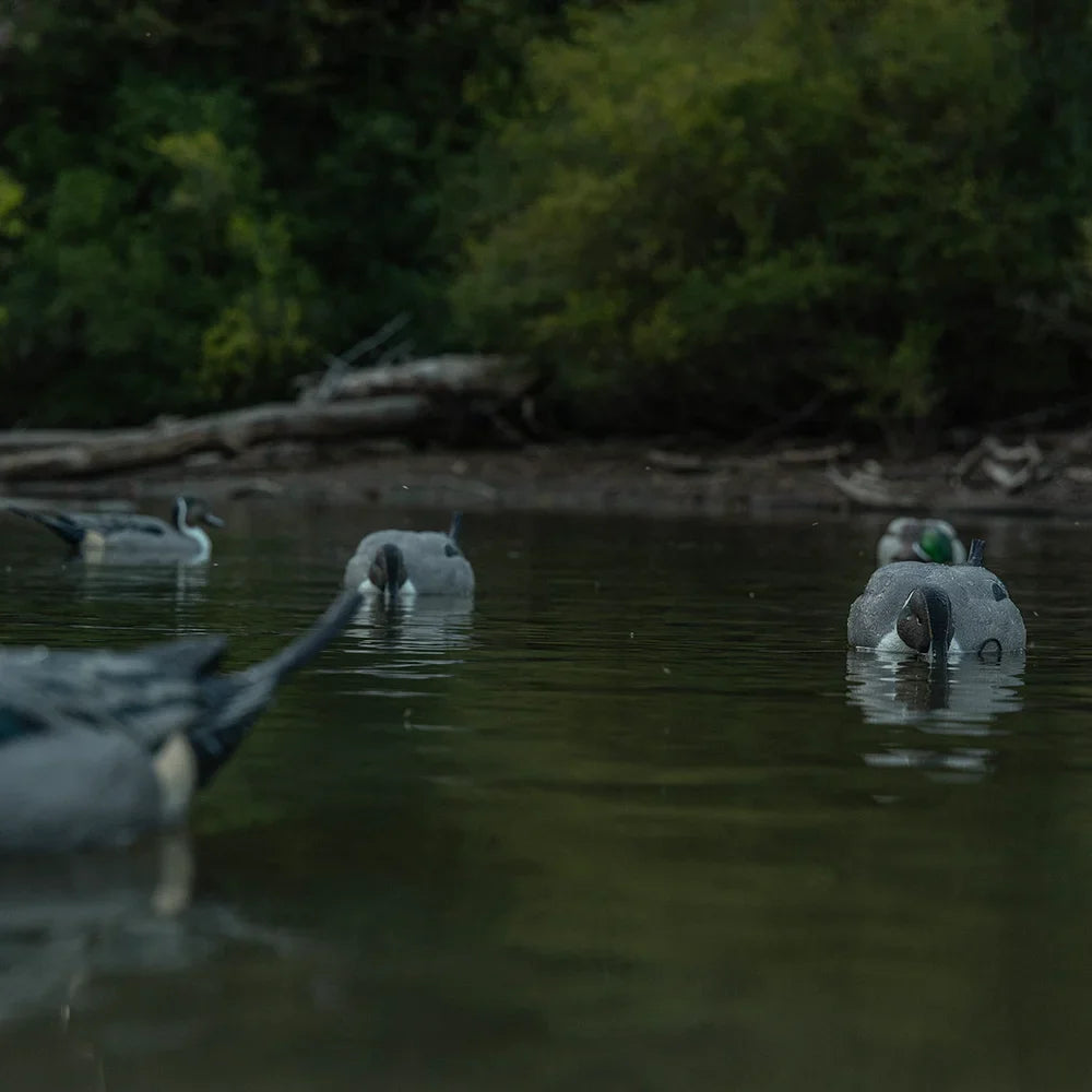 Avian-X TopFlight Pintail feeder-pose decoys floating on water in spread