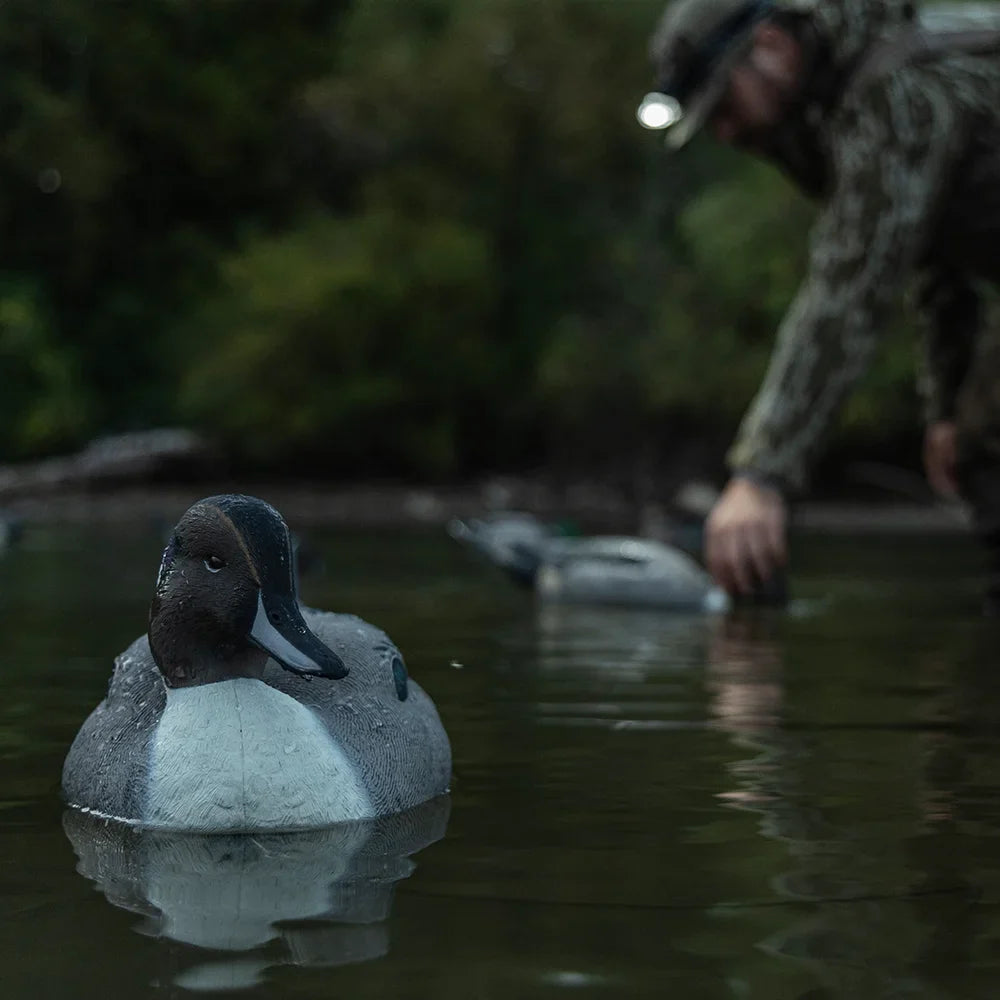 Avian-X TopFlight Pintail decoy on water with camo-clad hunter placing spread
