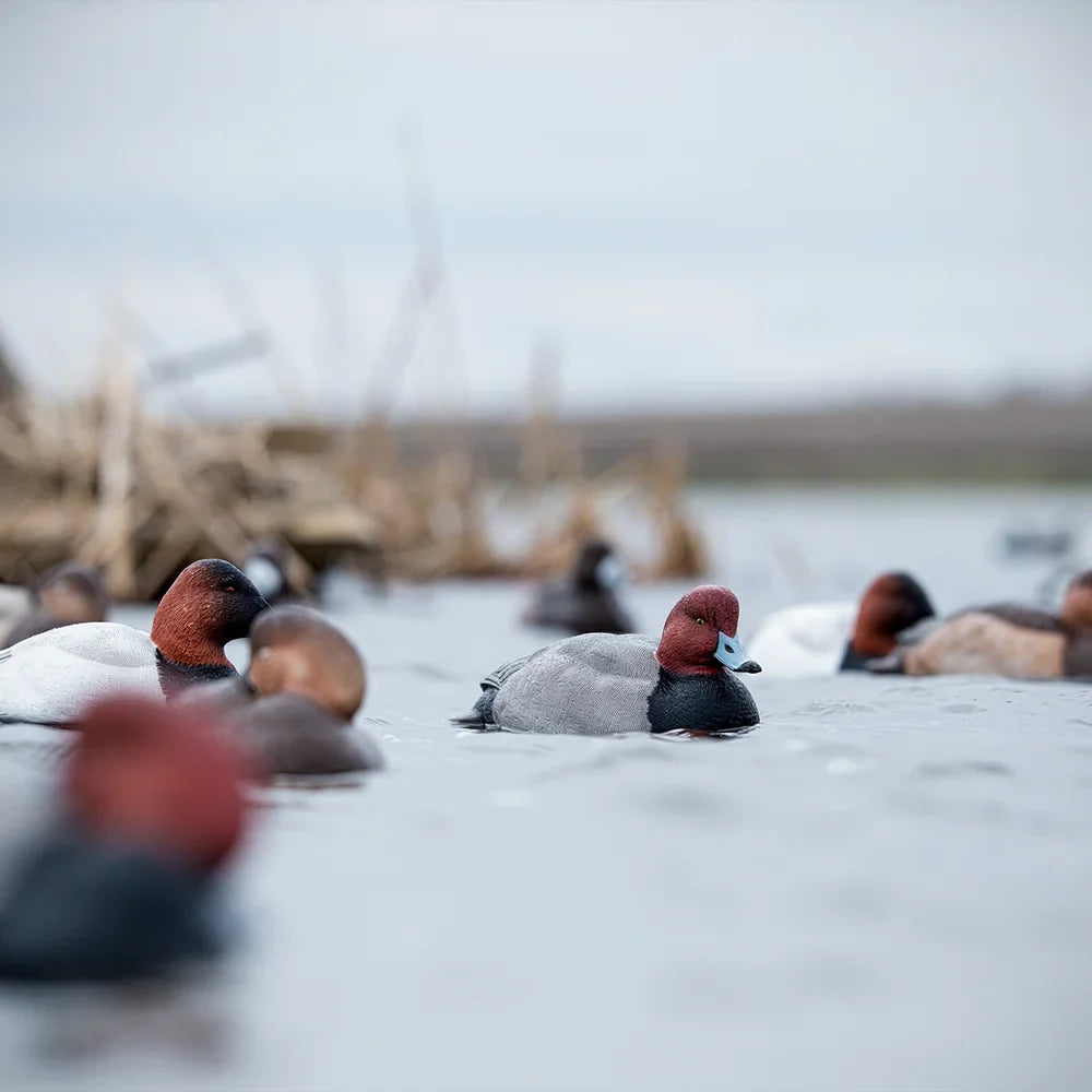 Avian-X Topflight Redhead floating decoys in use on open water near marsh grass