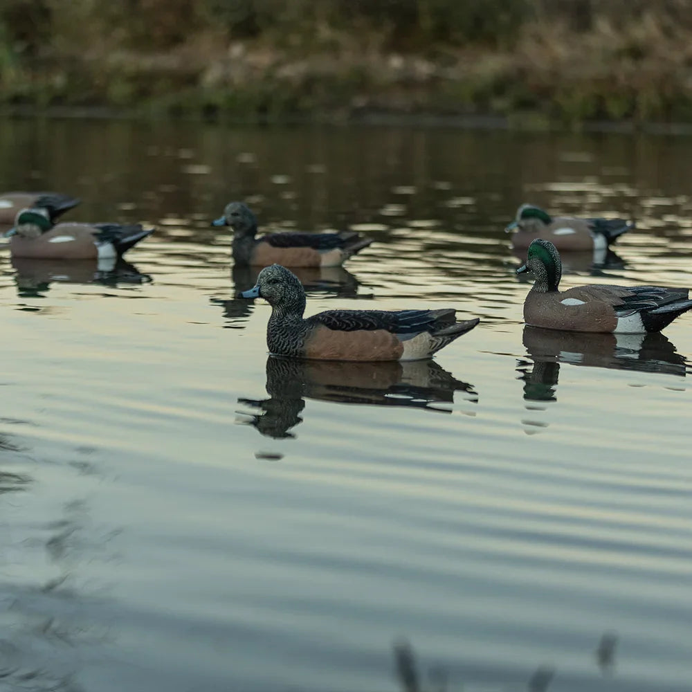 Avian-X TopFlight Wigeon decoy spread floating on a pond in field lifestyle scene