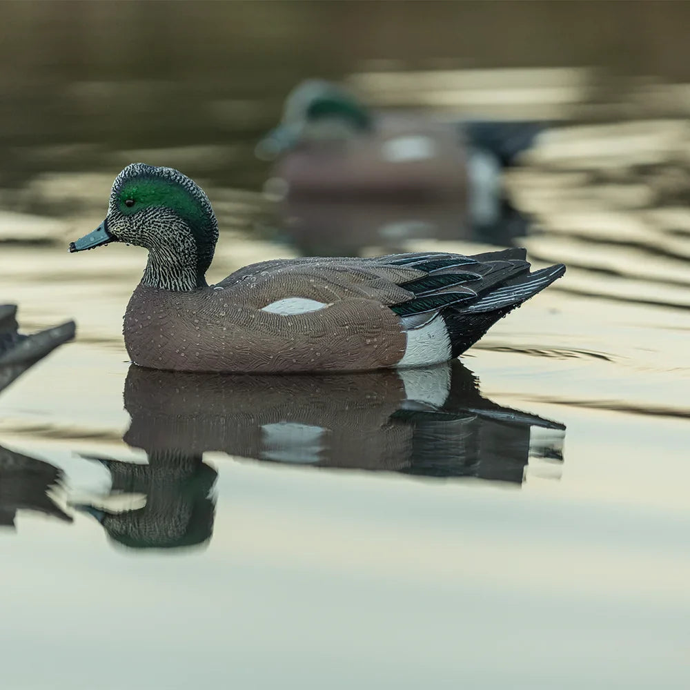 Avian-X TopFlight Wigeon drake decoy floating close-up on water, lifestyle shot