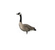 Avian X AXP Honkers: Fusion Pack