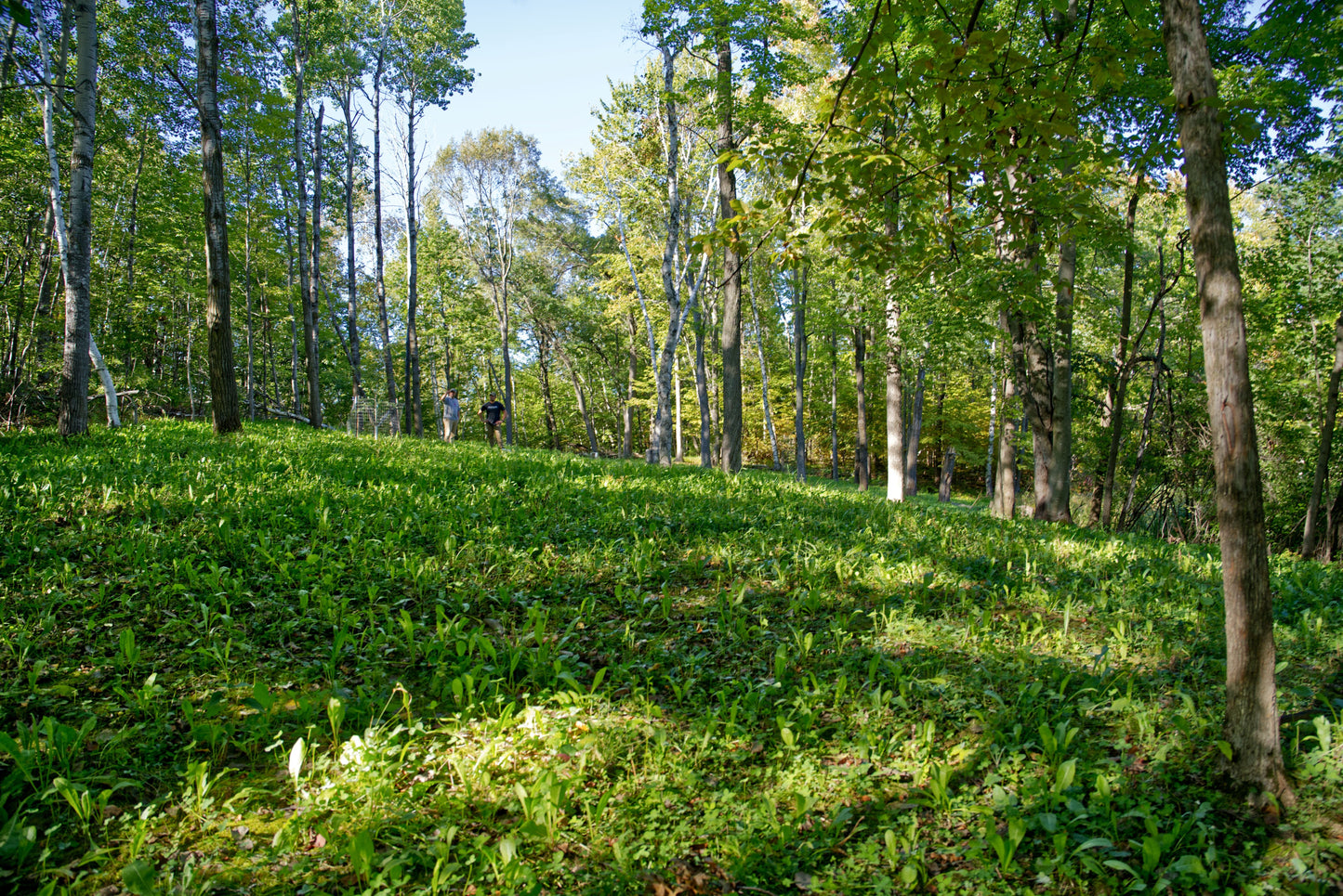 Hot Chic™ Food Plot Seed