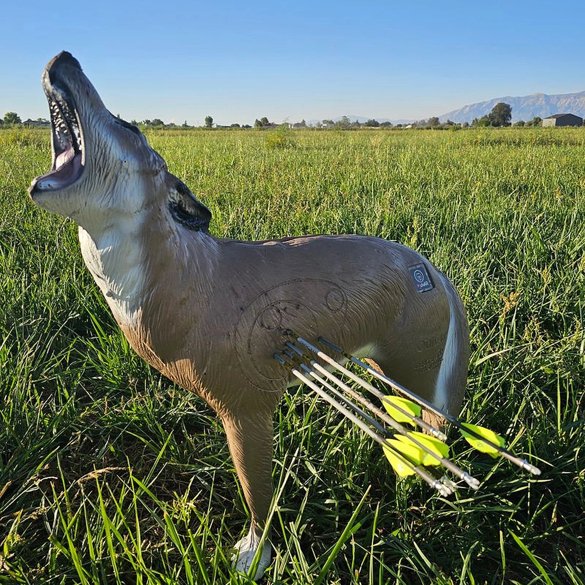 Delta McKenzie howling coyote 3D archery target in field with arrows in vitals