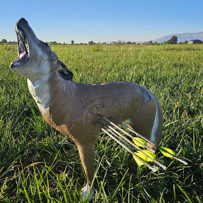 Delta McKenzie howling coyote 3D archery target in field with arrows in vitals