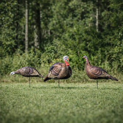 Hunters Specialties Flock turkey decoys placed in grassy field
