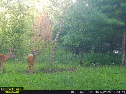 Recharge™ Deer Mineral