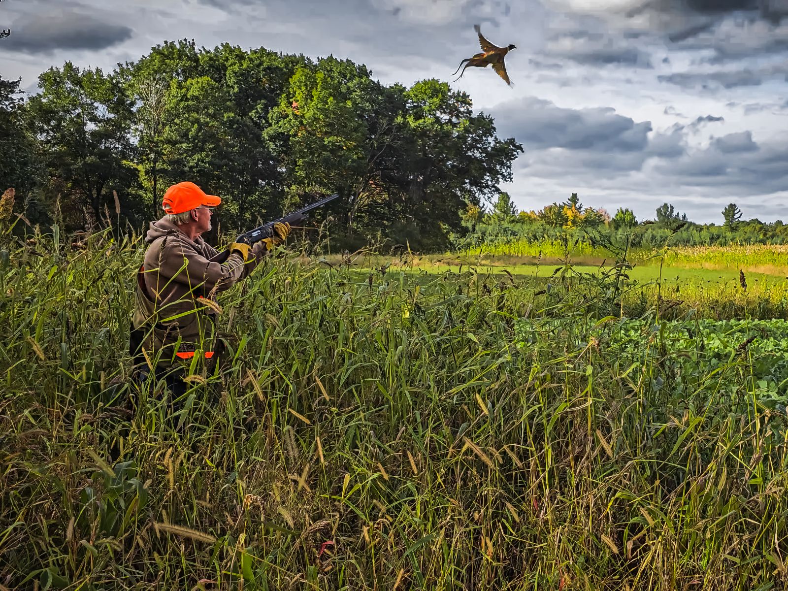 Domain Outdoor Dirty Bird™ Food Plot Seed