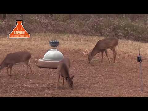 Capsule Ground Level Sit and Fill Deer Corn and Protein Feeder 1000 lb. Capacity